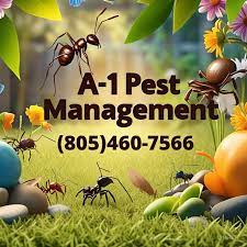 Ants Ants